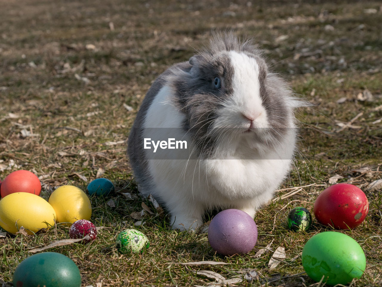 CLOSE-UP OF EASTER EGGS WITH BALL