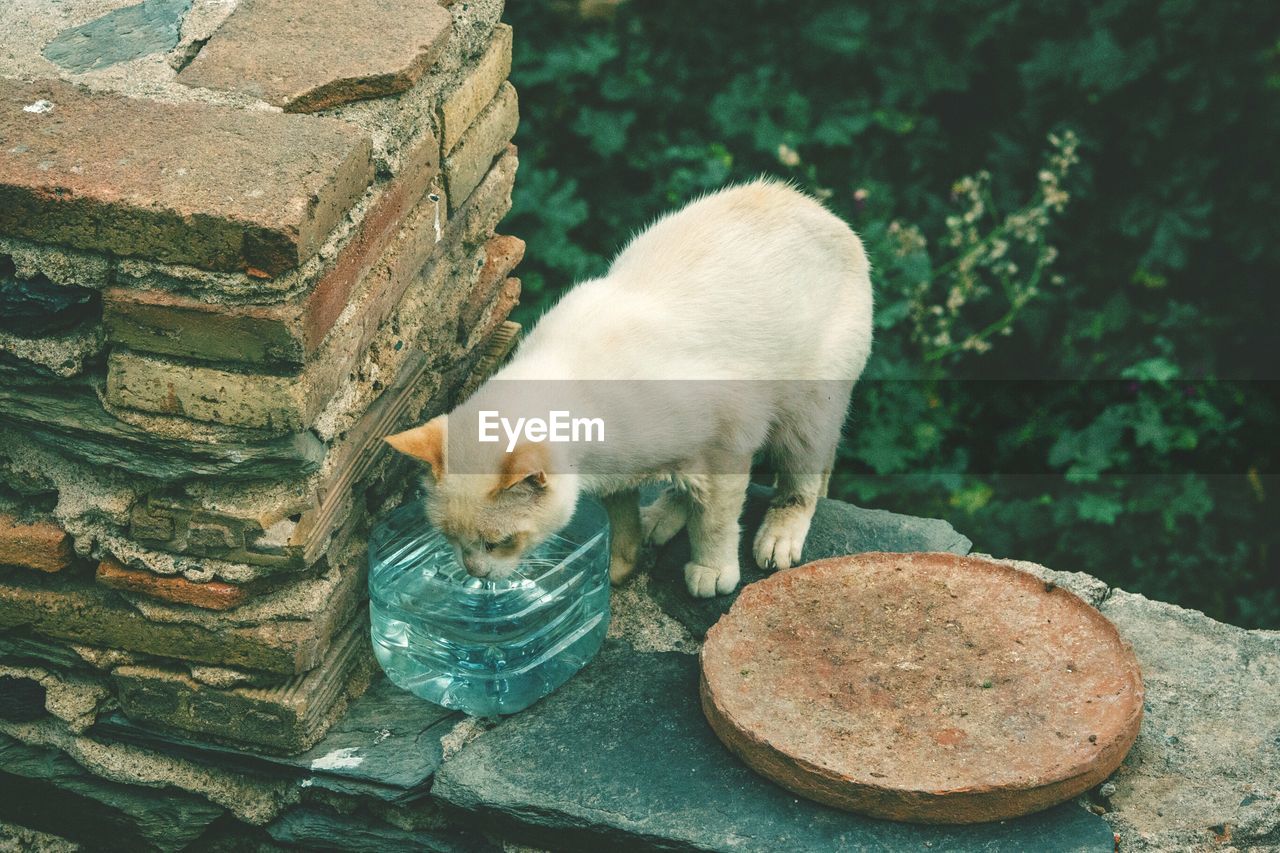 High angle view of cat drinking water