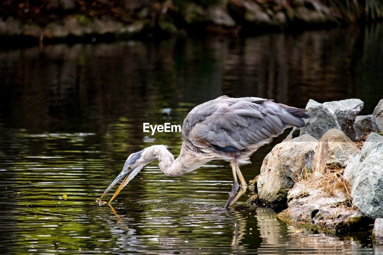 View of a bird drinking water