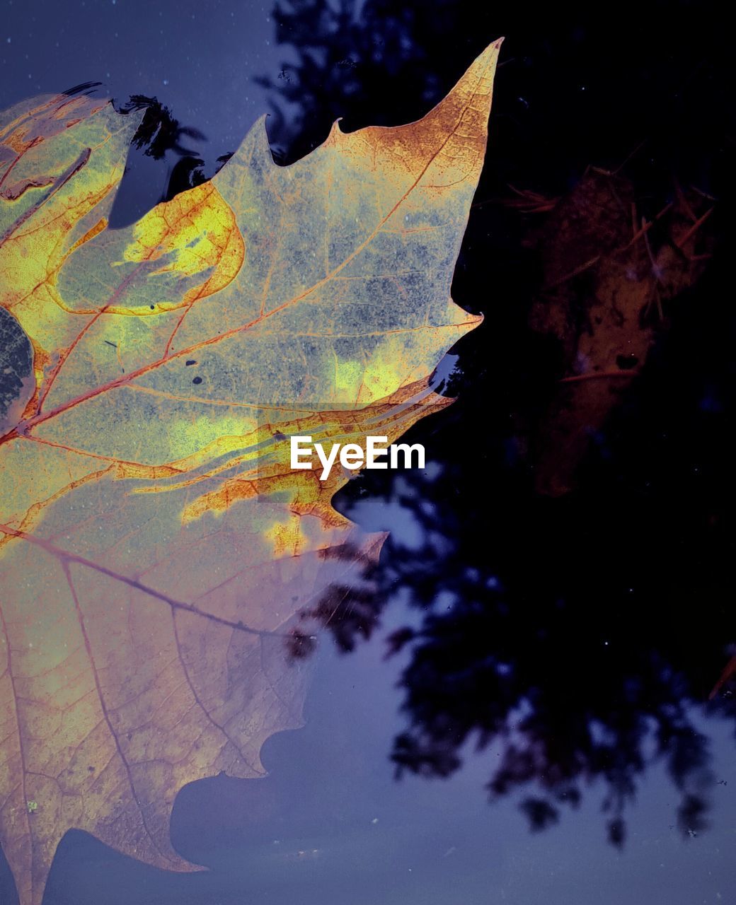 Close-up of leaf floating on lake