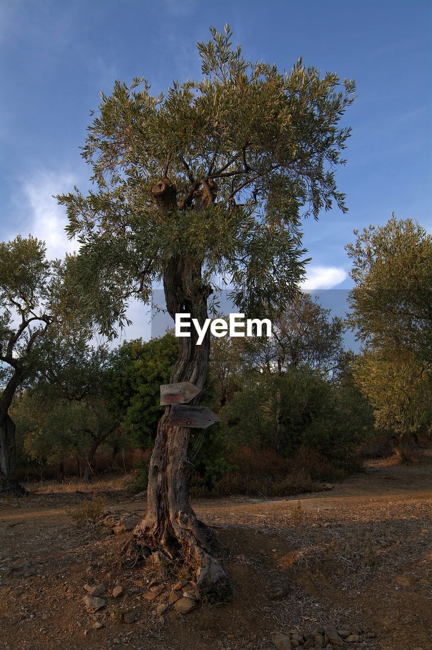 VIEW OF TREES IN FIELD