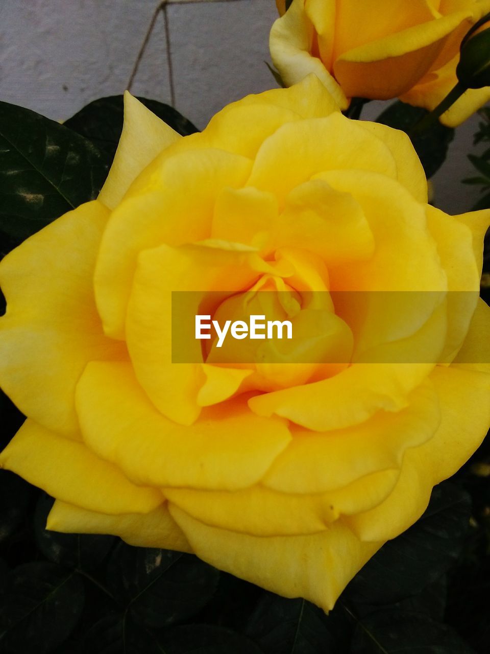 CLOSE-UP OF YELLOW ROSE IN SUNLIGHT