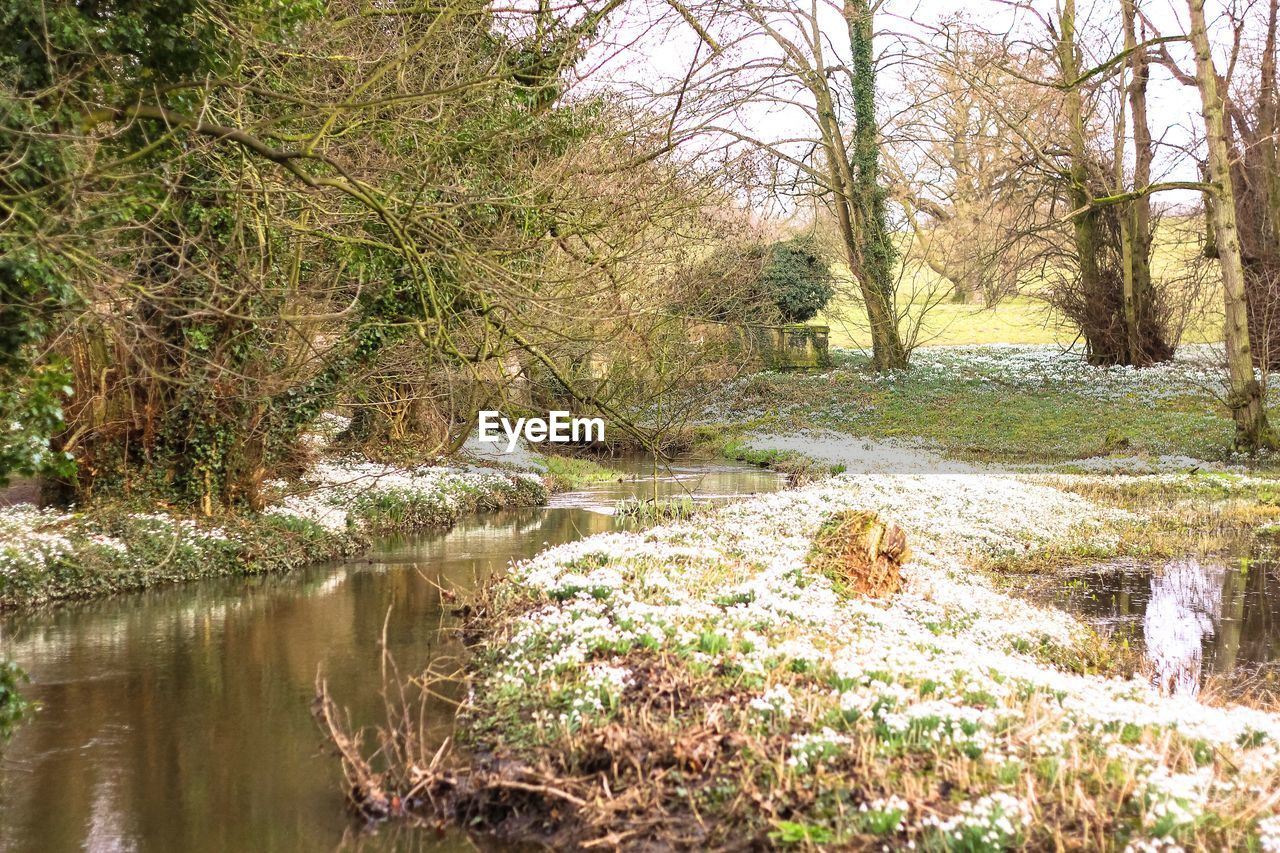 SCENIC VIEW OF RIVER FLOWING THROUGH FOREST