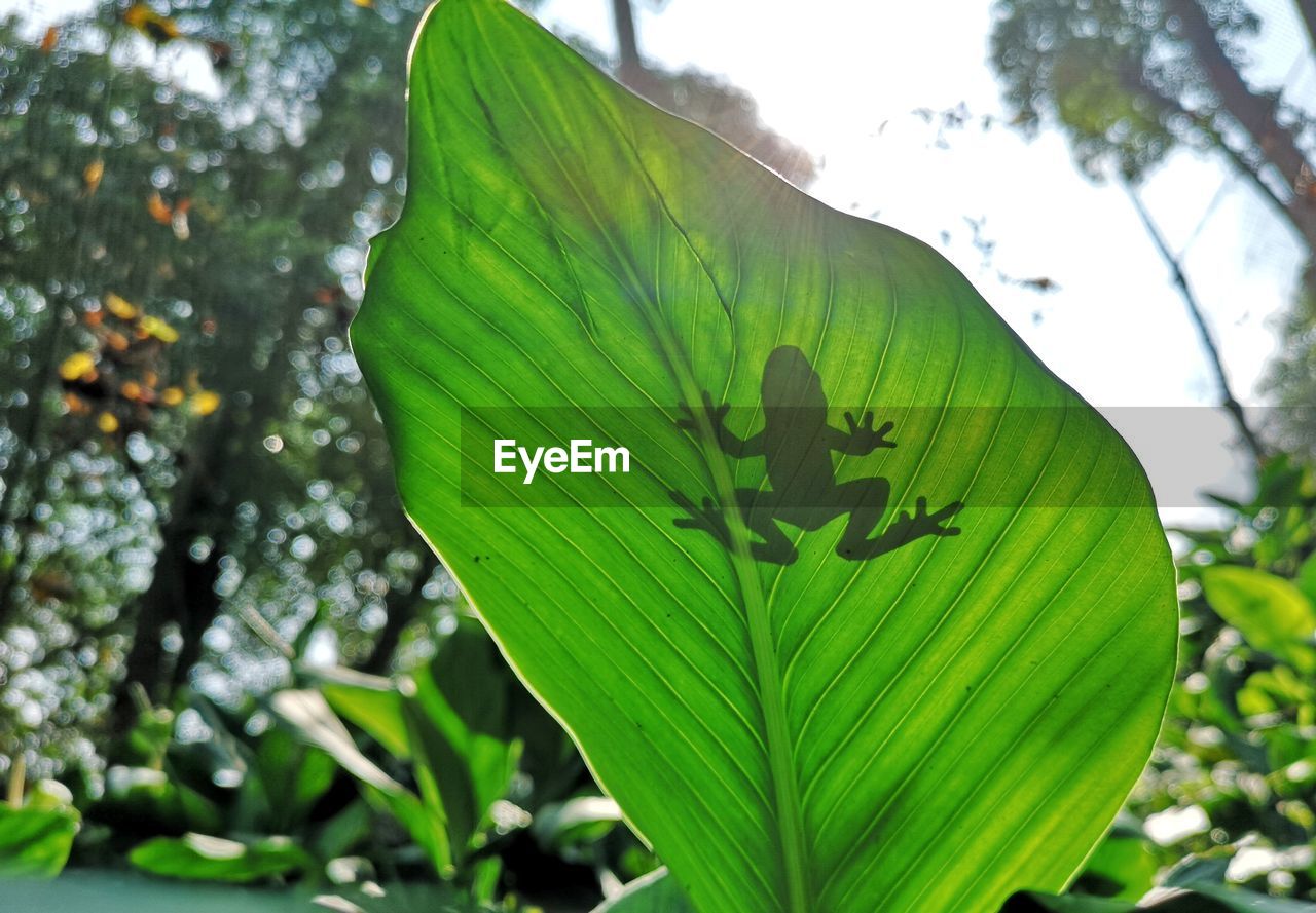 CLOSE-UP OF GREEN LEAVES