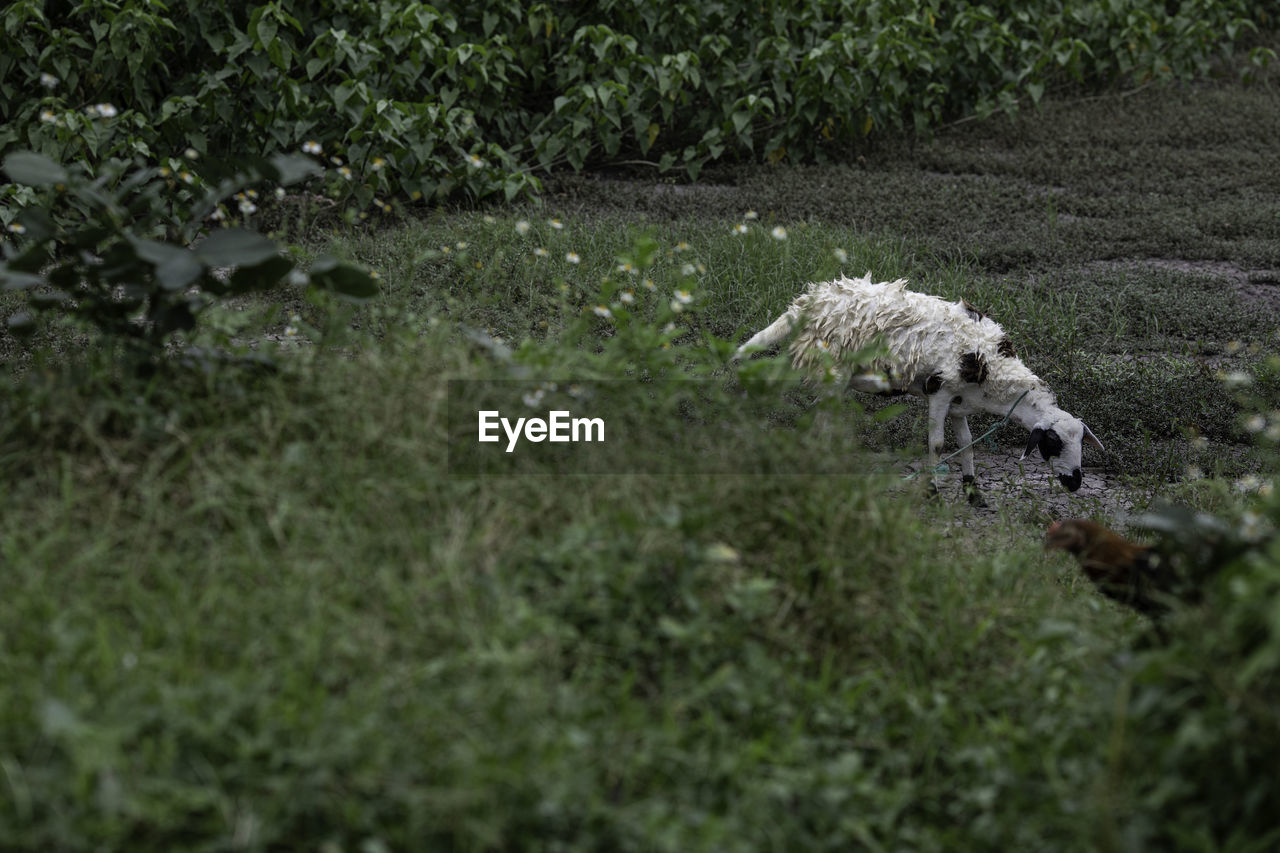 plant, animal, grass, animal themes, nature, no people, one animal, wildlife, land, green, mammal, day, animal wildlife, growth, dog, tree, field, outdoors, death, bone, selective focus, flower, animal body part, environment, carnivore