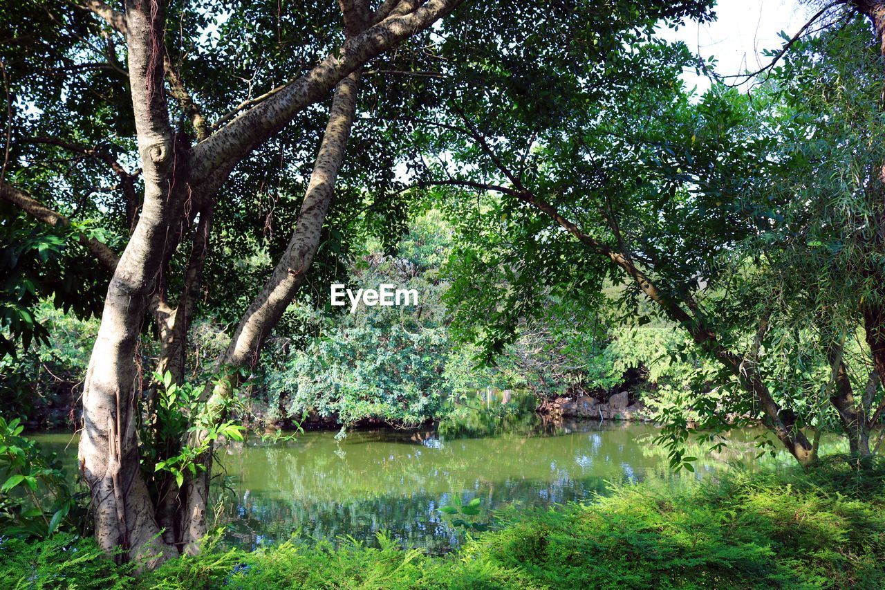 Scenic view of lake in forest