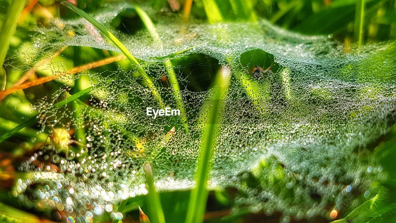 Close-up of spider web on plant