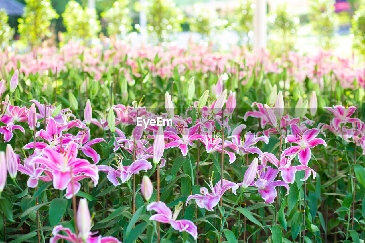 plant, flower, flowering plant, beauty in nature, freshness, pink, growth, nature, fragility, close-up, plant part, leaf, green, no people, field, land, day, outdoors, petal, focus on foreground, springtime, flowerbed, flower head, garden, purple, inflorescence, wildflower, grass, blossom, meadow, botany, summer, environment, multi colored