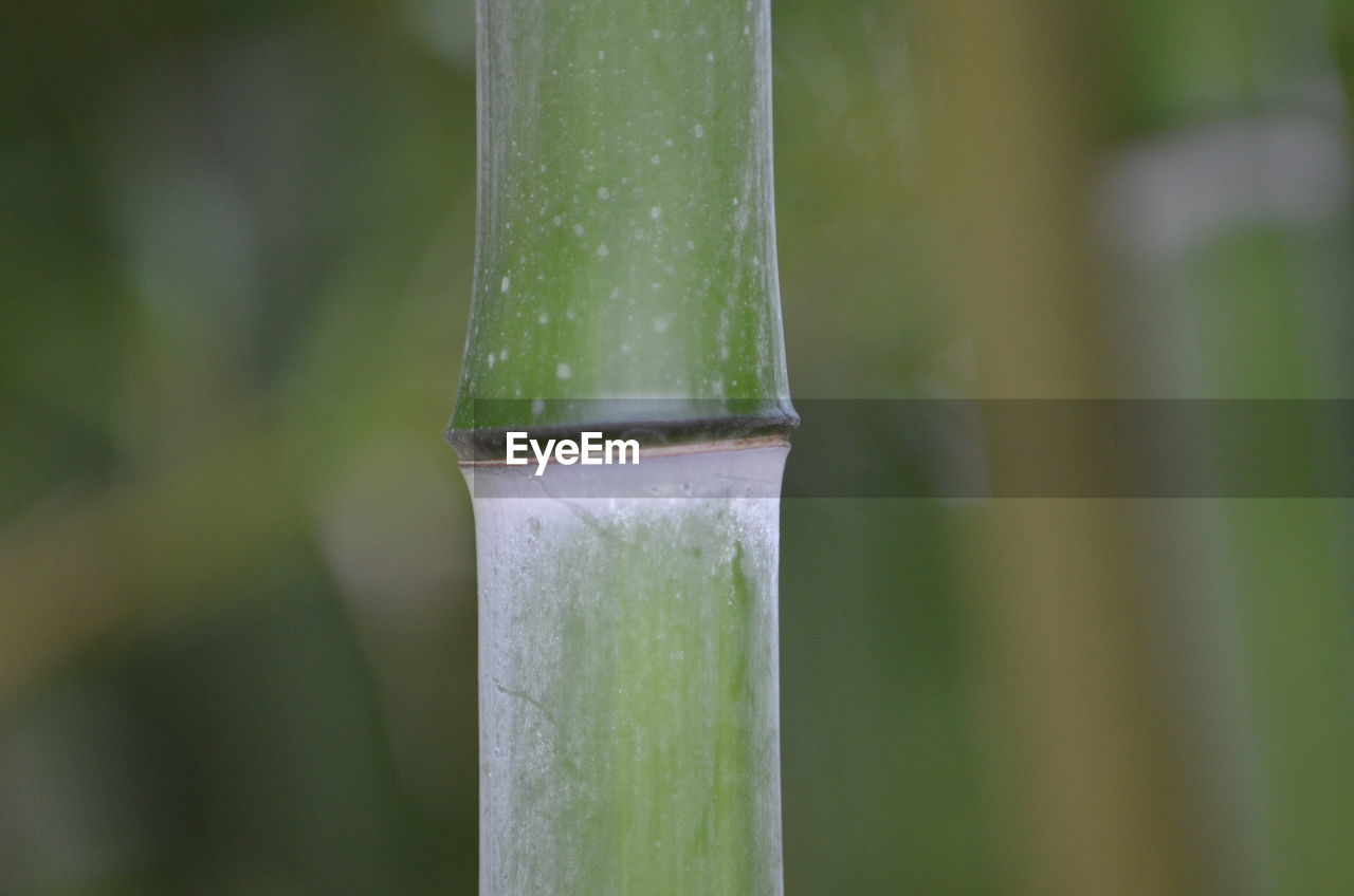 CLOSE-UP OF GREEN LEAF ON BAMBOO