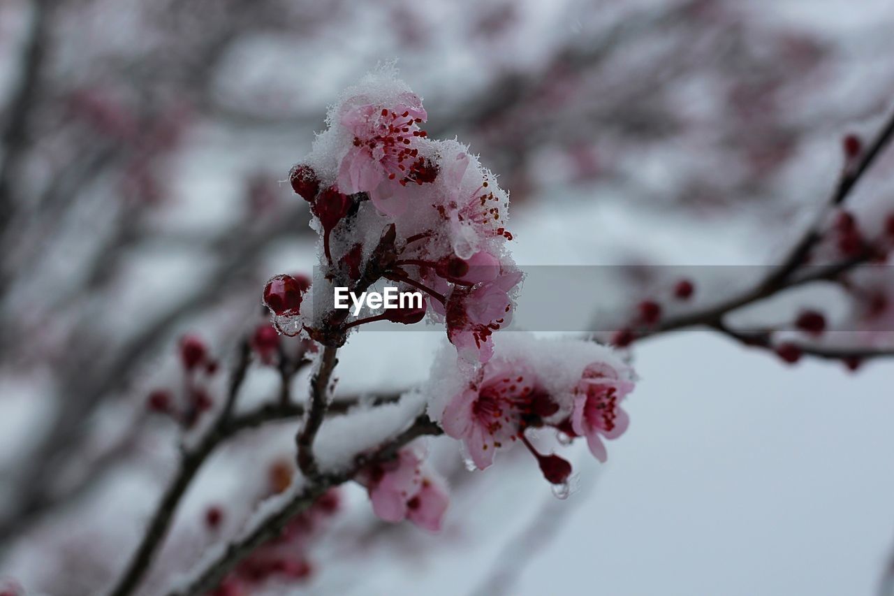 CLOSE-UP OF FROZEN FLOWER TREE