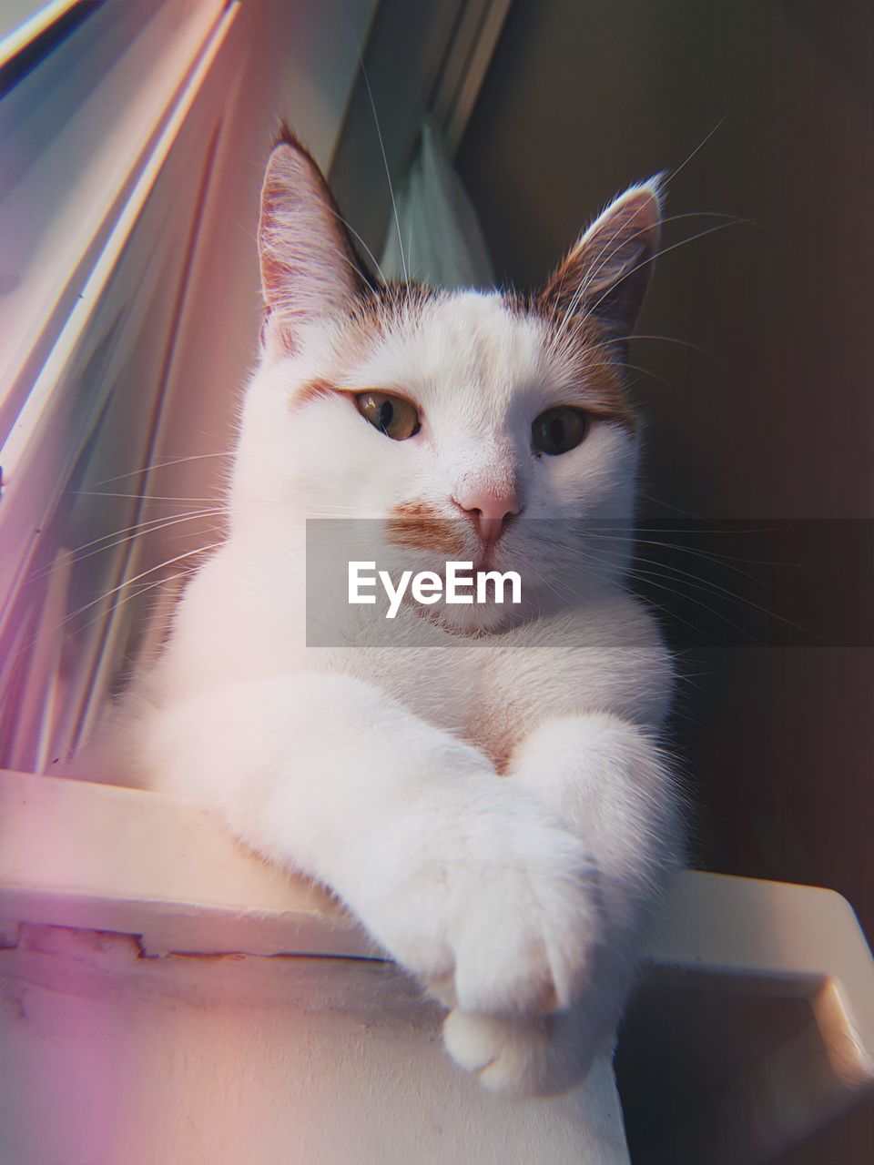 Close-up portrait of a cat