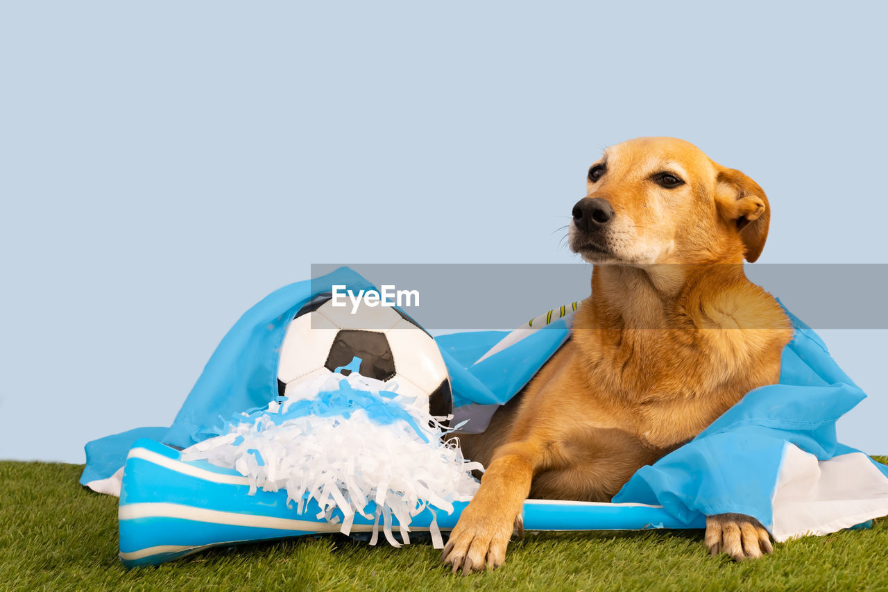 Dog with hat and flag with the colors of argentina to encourage the soccer team