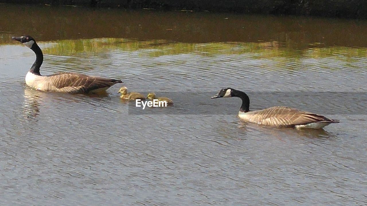 SWAN SWIMMING IN LAKE