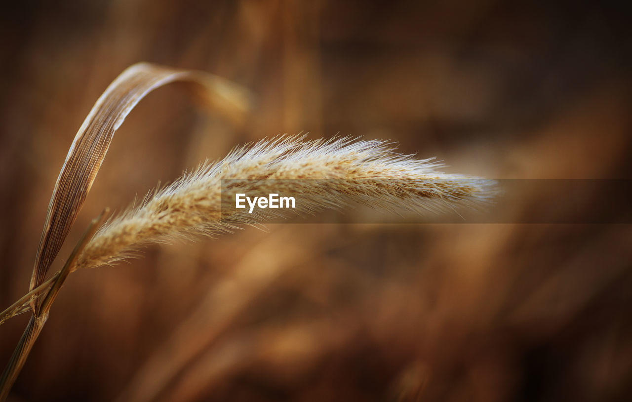 Close-up of dried plant