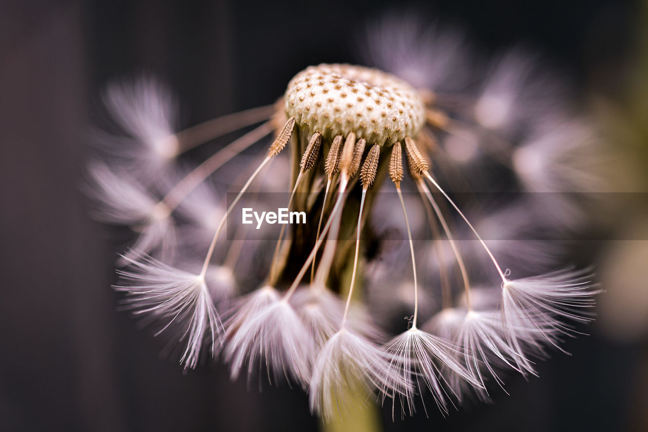 Close-up of wilted dandelion flower