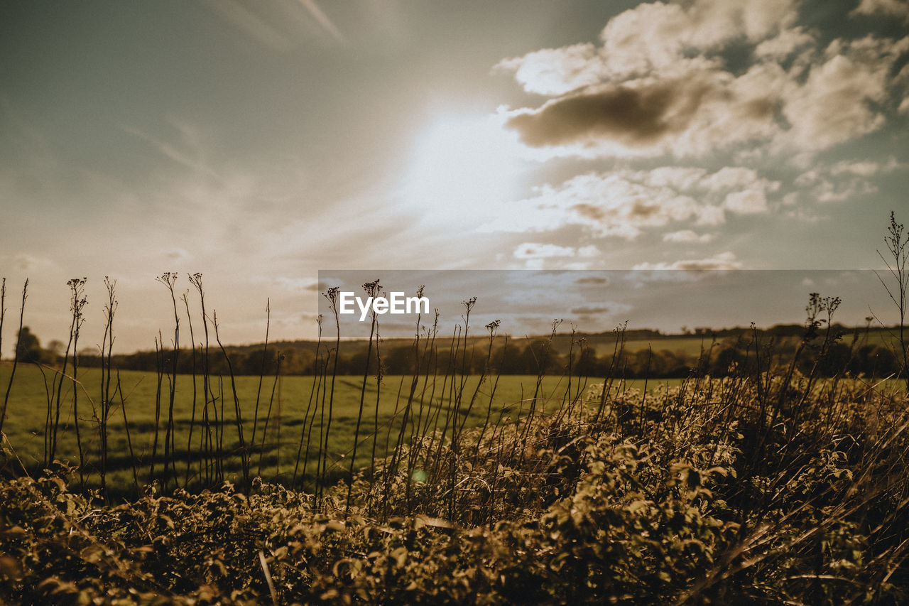 FIELD AGAINST SKY