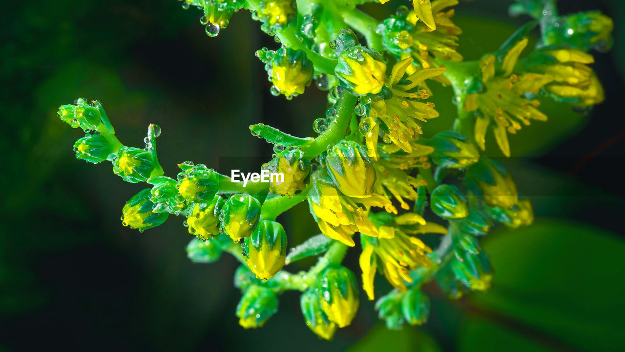 green, branch, leaf, nature, macro photography, yellow, plant, flower, no people, shrub, water, close-up, beauty in nature, animal wildlife, tree, science, outdoors, growth, magnification, plant part, biology, healthcare and medicine, freshness