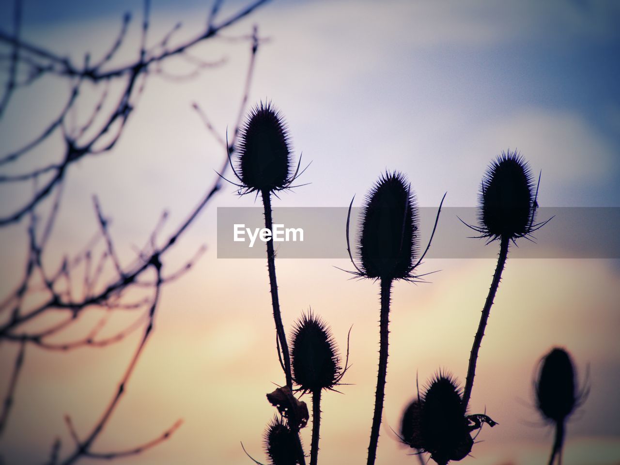 Close-up of thistle against sky