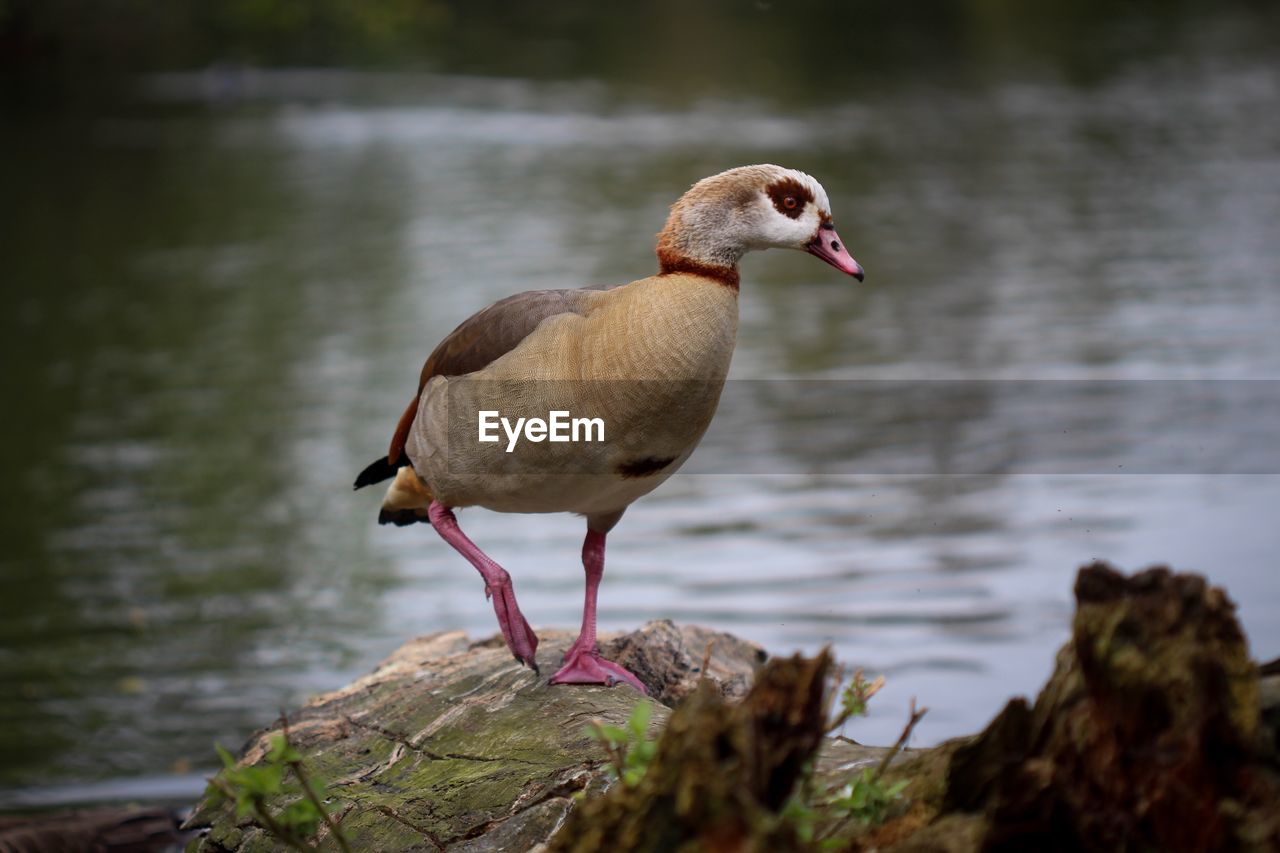 VIEW OF BIRD PERCHING ON ROCK