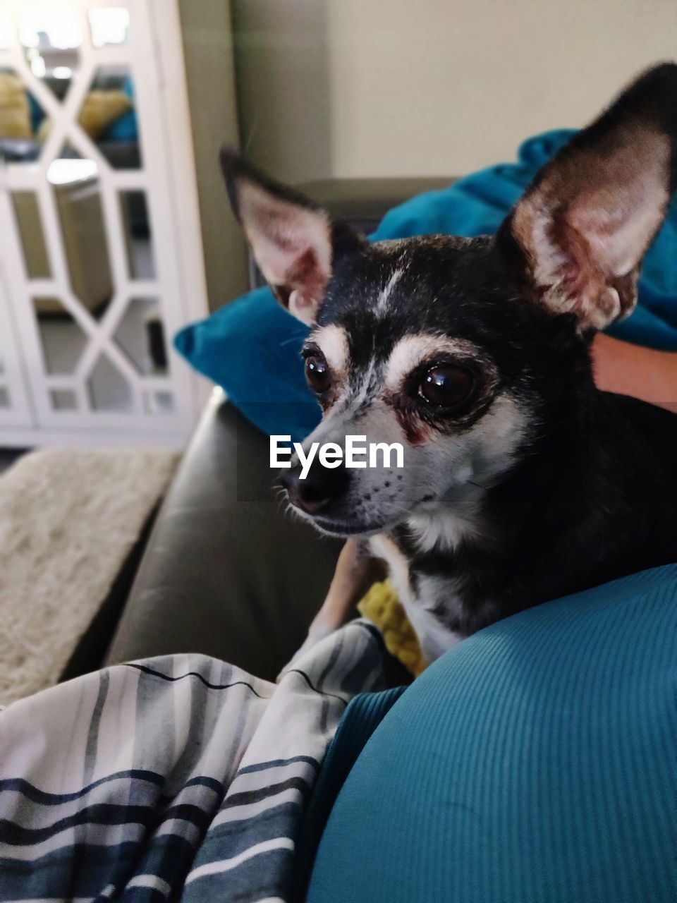 PORTRAIT OF DOG LOOKING AT CAMERA AT HOME