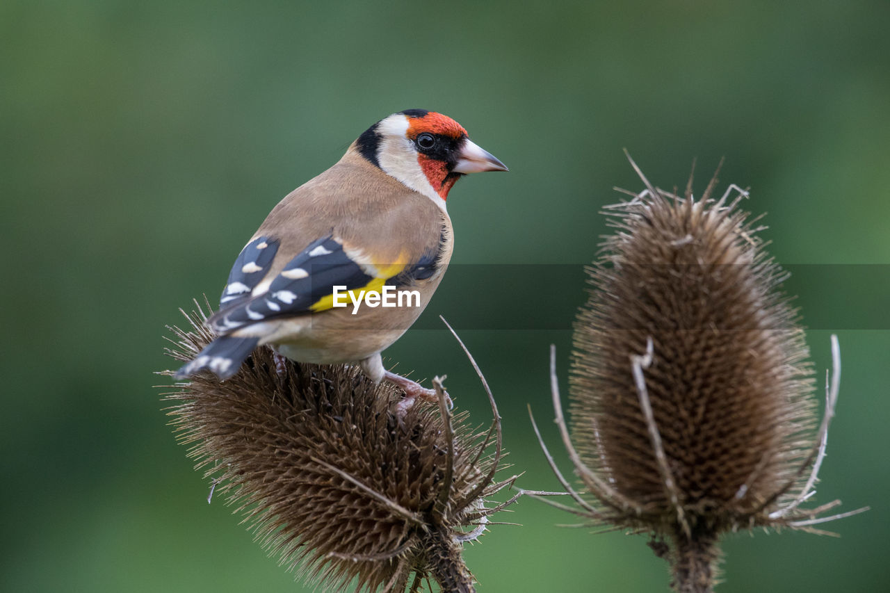 Close-up of gold finch perching on thistle