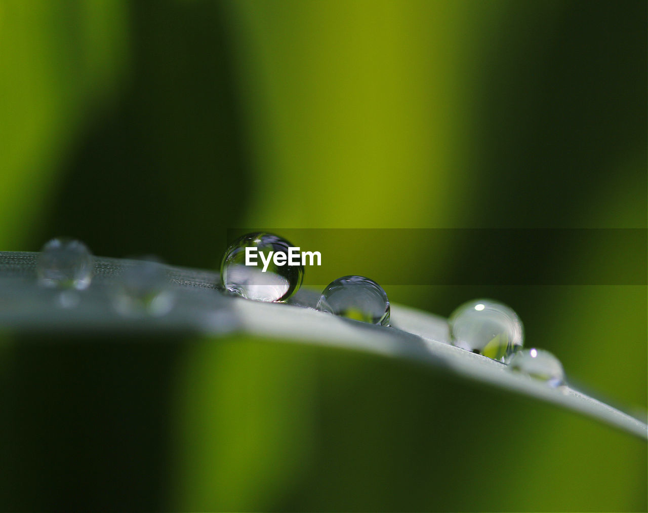 Extreme close-up of dew drops on grass