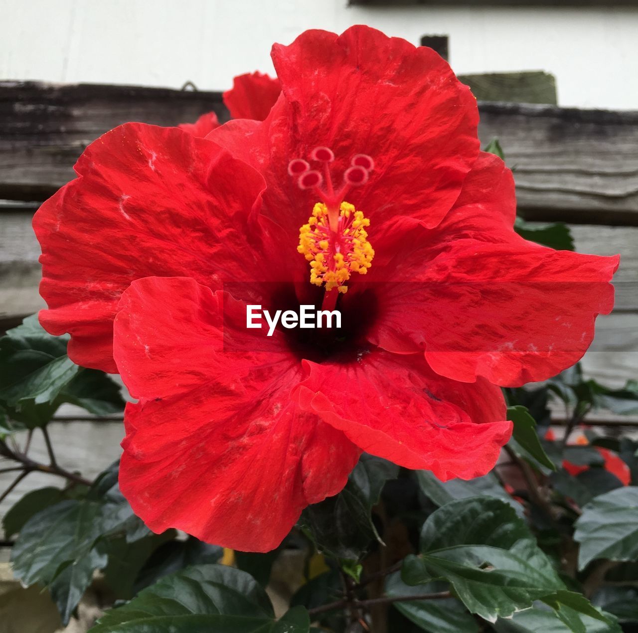 Flower with red petals 