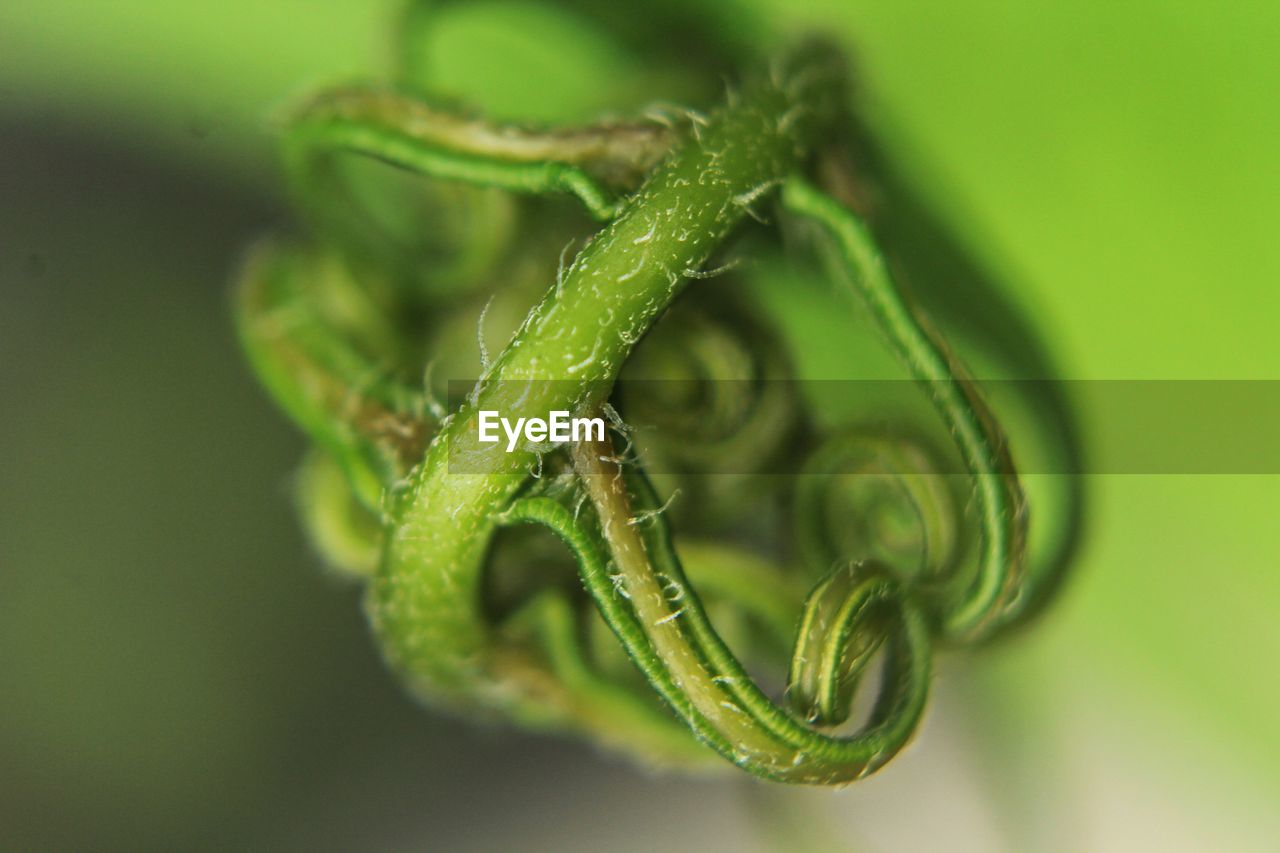 CLOSE-UP OF GREEN LEAF WITH PLANT