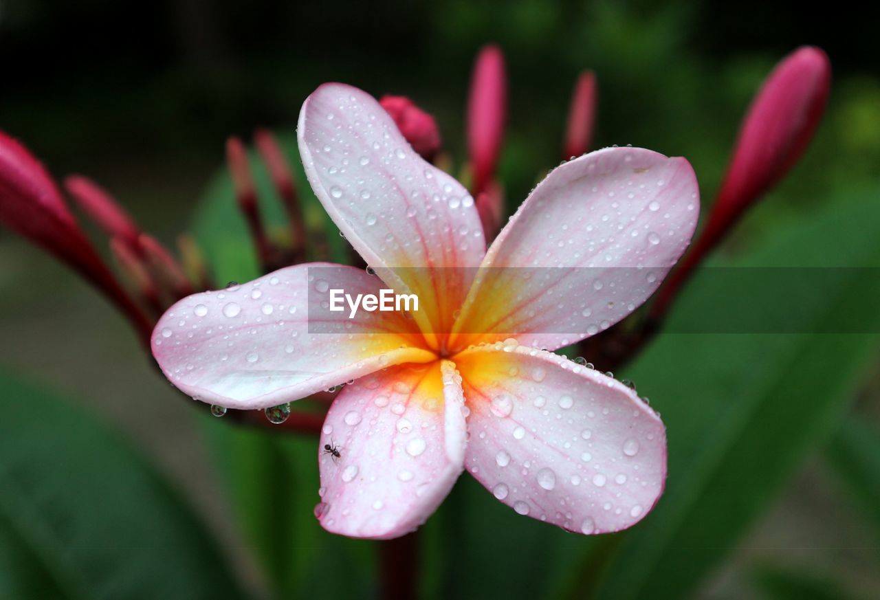 plant, flower, flowering plant, freshness, beauty in nature, drop, water, wet, close-up, petal, macro photography, nature, inflorescence, blossom, flower head, fragility, growth, pink, rain, outdoors, pollen, no people, dew, focus on foreground, leaf, frangipani, lily, botany, raindrop, plant part, springtime, tropical climate, stamen, plant stem