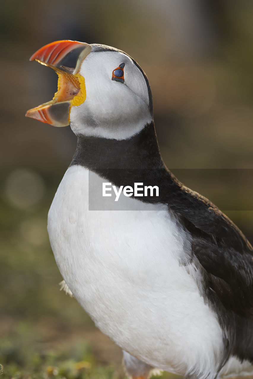 Close-up of puffin on field