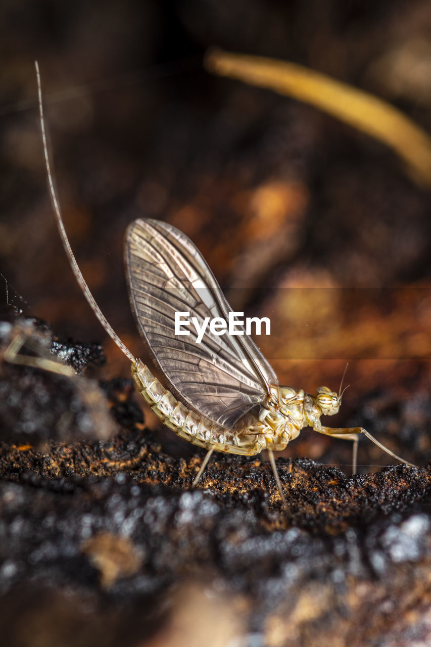 CLOSE UP OF BUTTERFLY