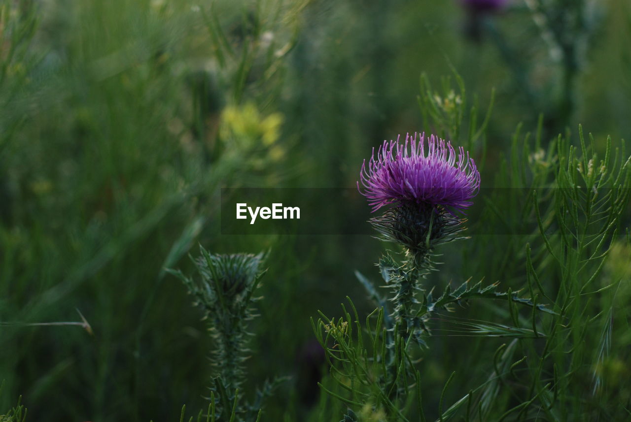 Close-up of thistle flowers on field