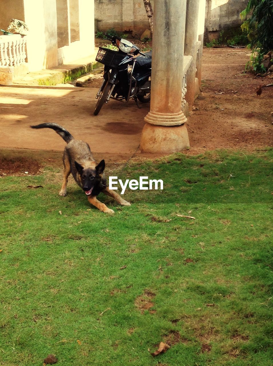 High angle view of dog panting while standing on grassy field