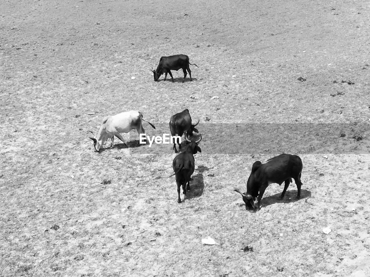 HIGH ANGLE VIEW OF A HORSE ON FIELD