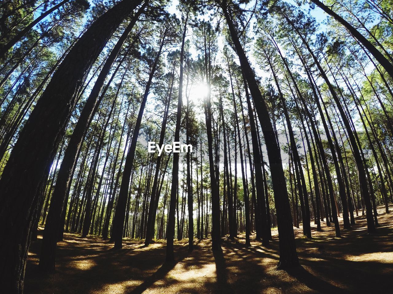 Low angle view of bamboo trees in forest