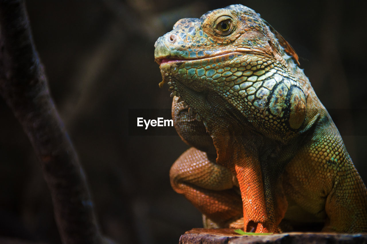 CLOSE-UP OF LIZARD ON ROCK