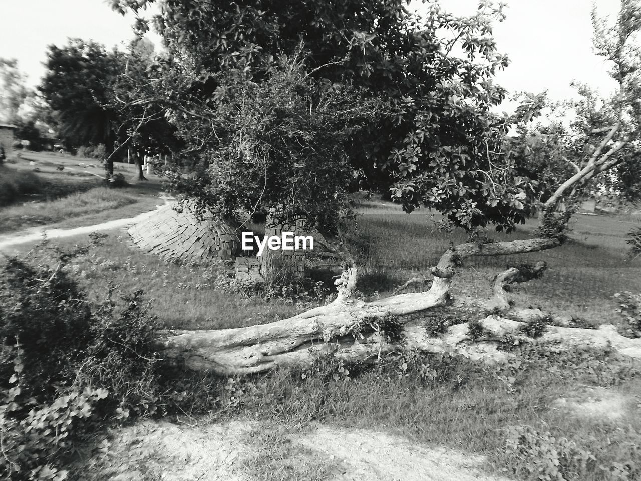 View of trees on landscape