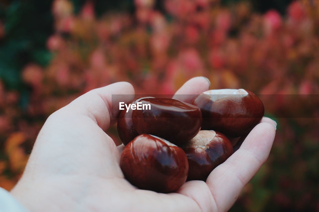 Close-up of hand holding chestnuts
