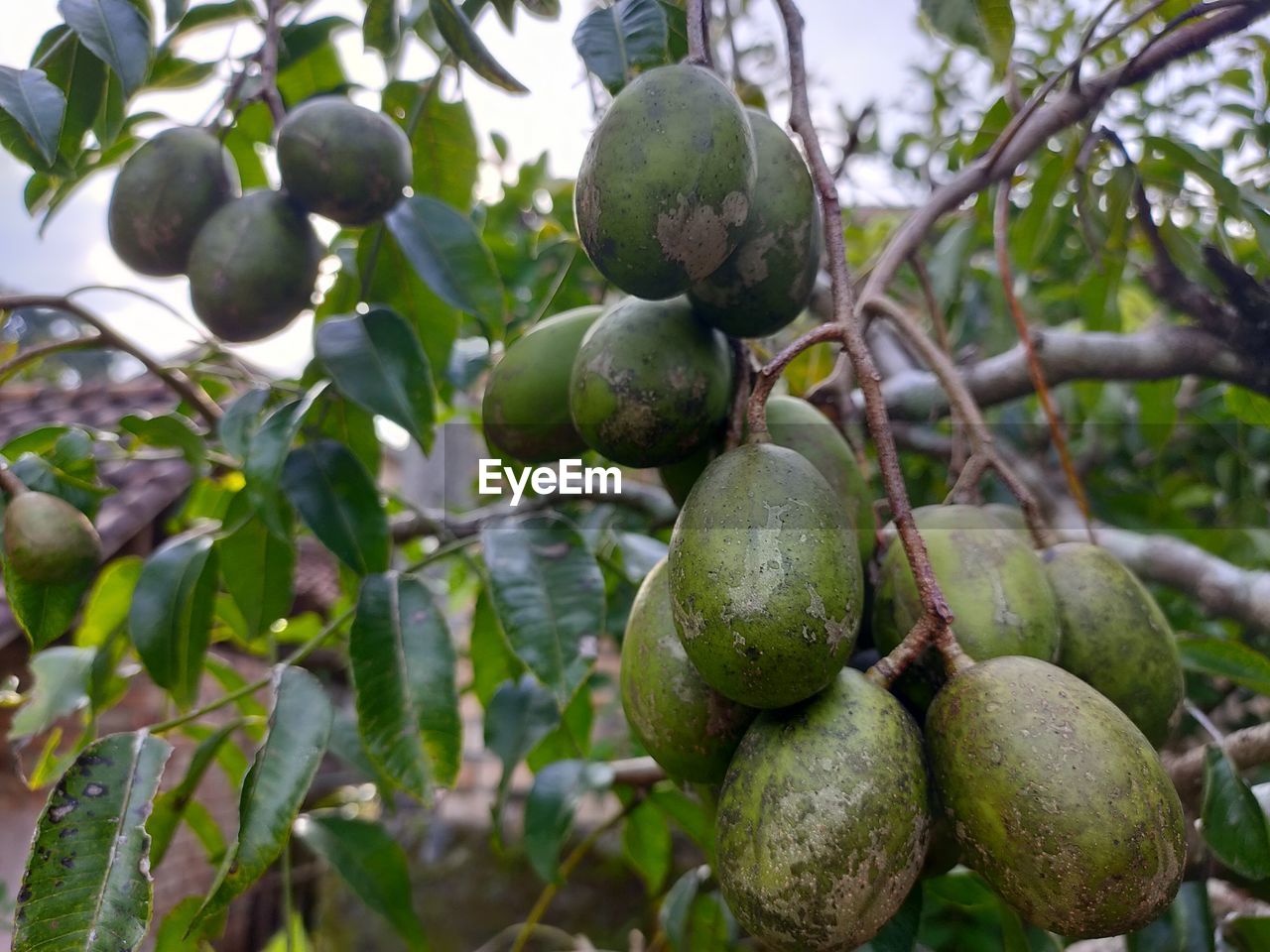 Close-up of fruits growing on tree