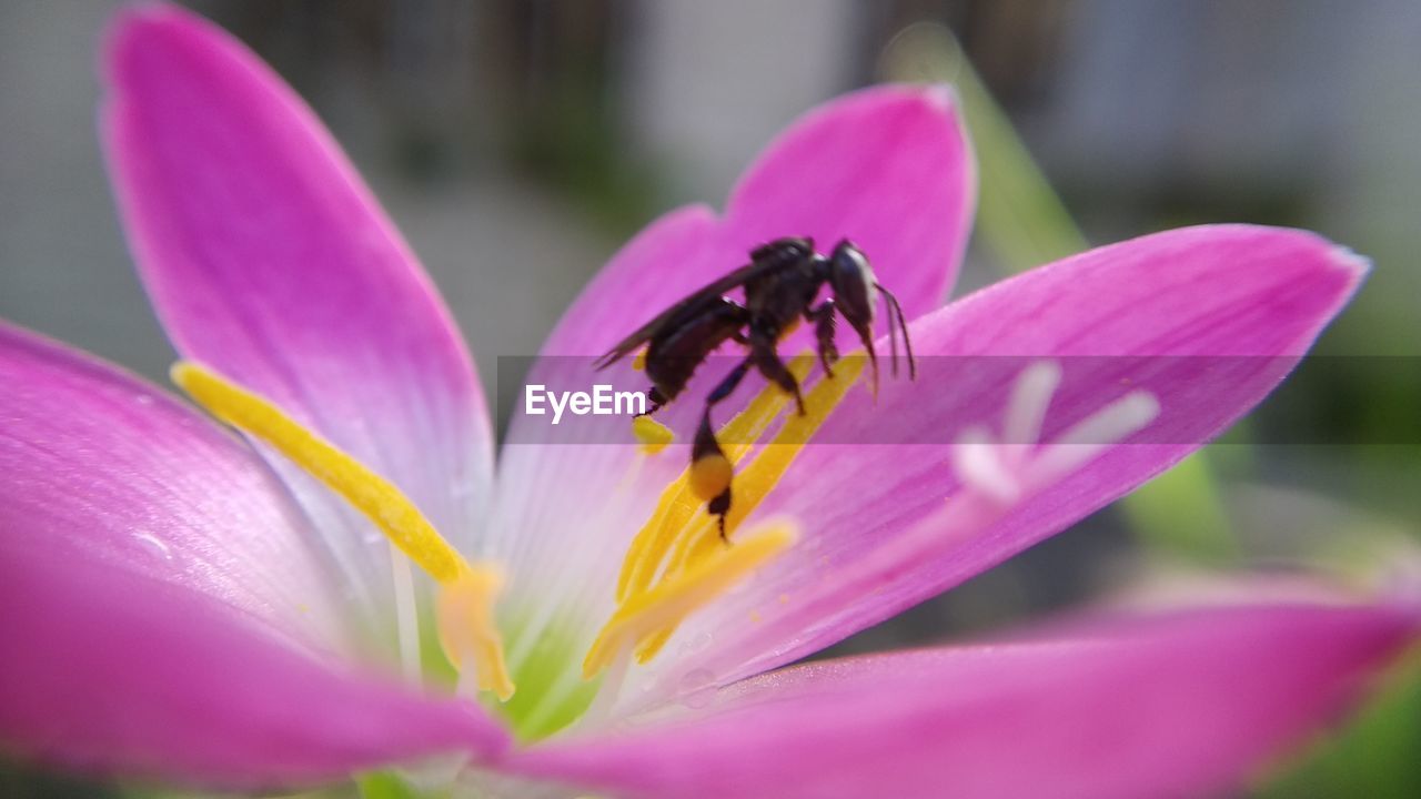 CLOSE-UP OF HONEY BEE POLLINATING ON PURPLE FLOWER