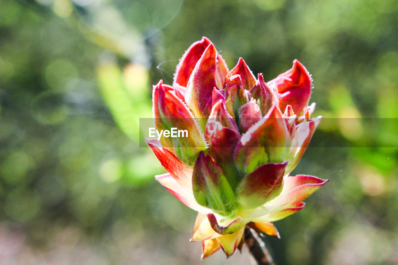 Close-up of red flower