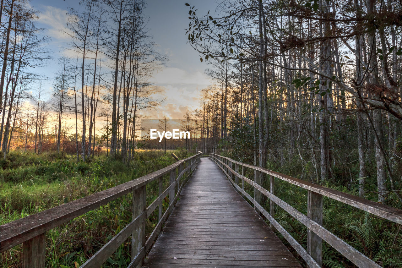 Sunset golden sky over the bare trees and boardwalk at corkscrew sanctuary swamp in naples, florida