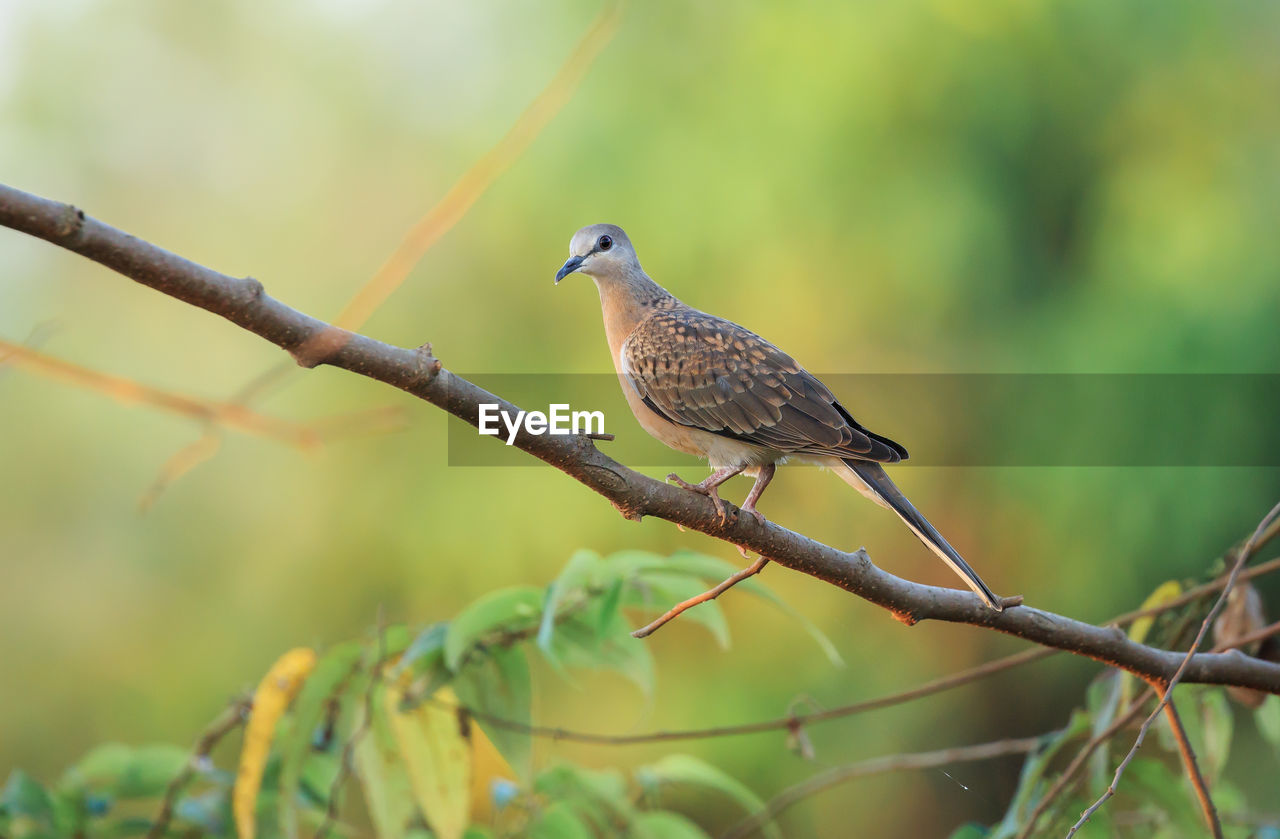 A spotted dove