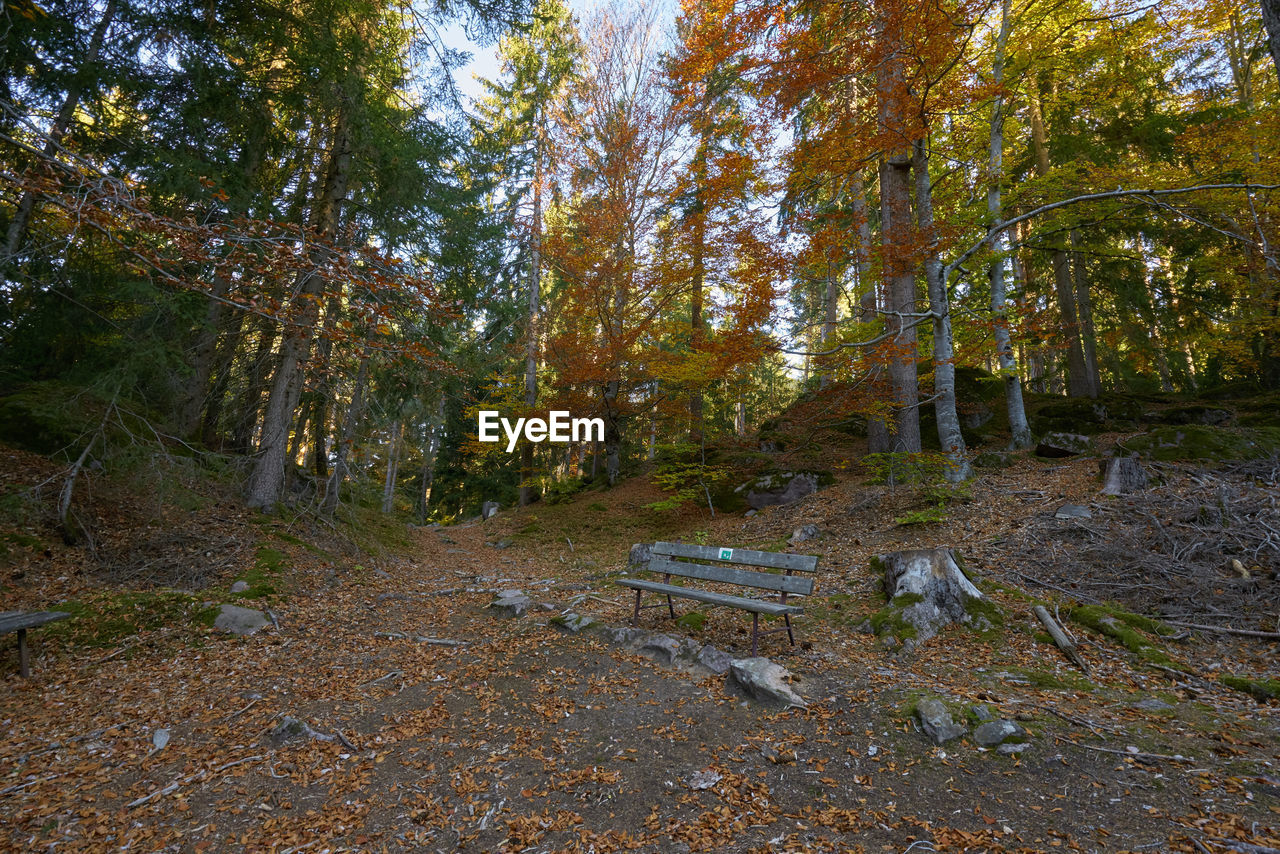 Trees growing in forest during autumn