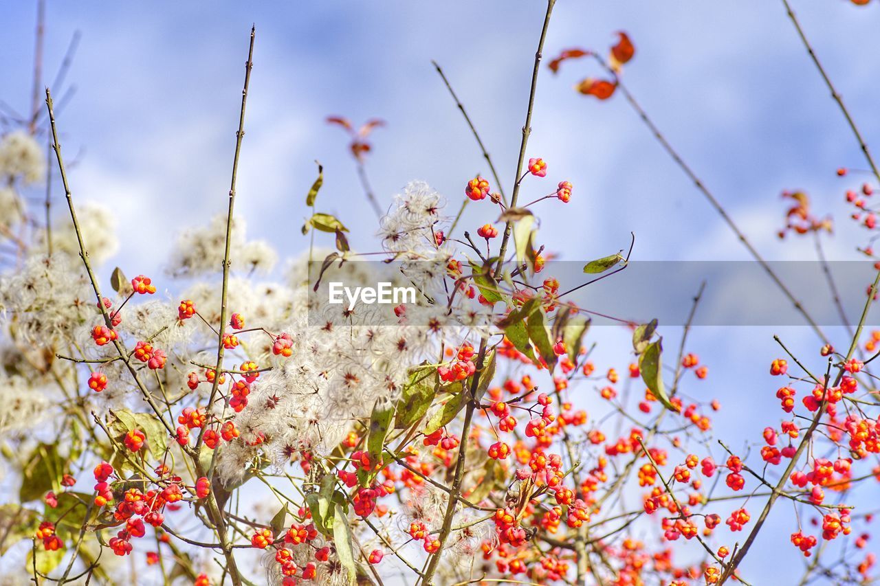 Low angle view of flower tree against sky