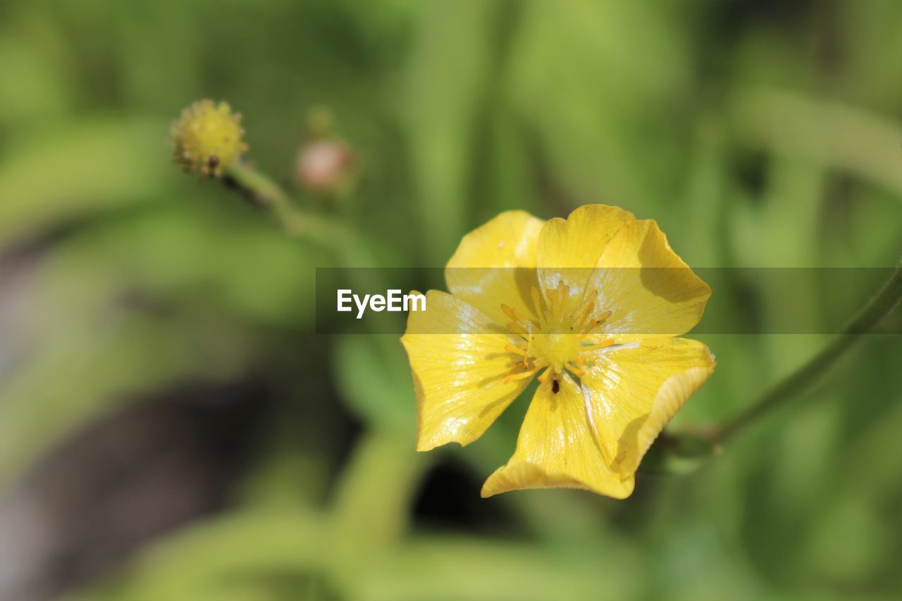 CLOSE-UP OF YELLOW FLOWERING PLANTS