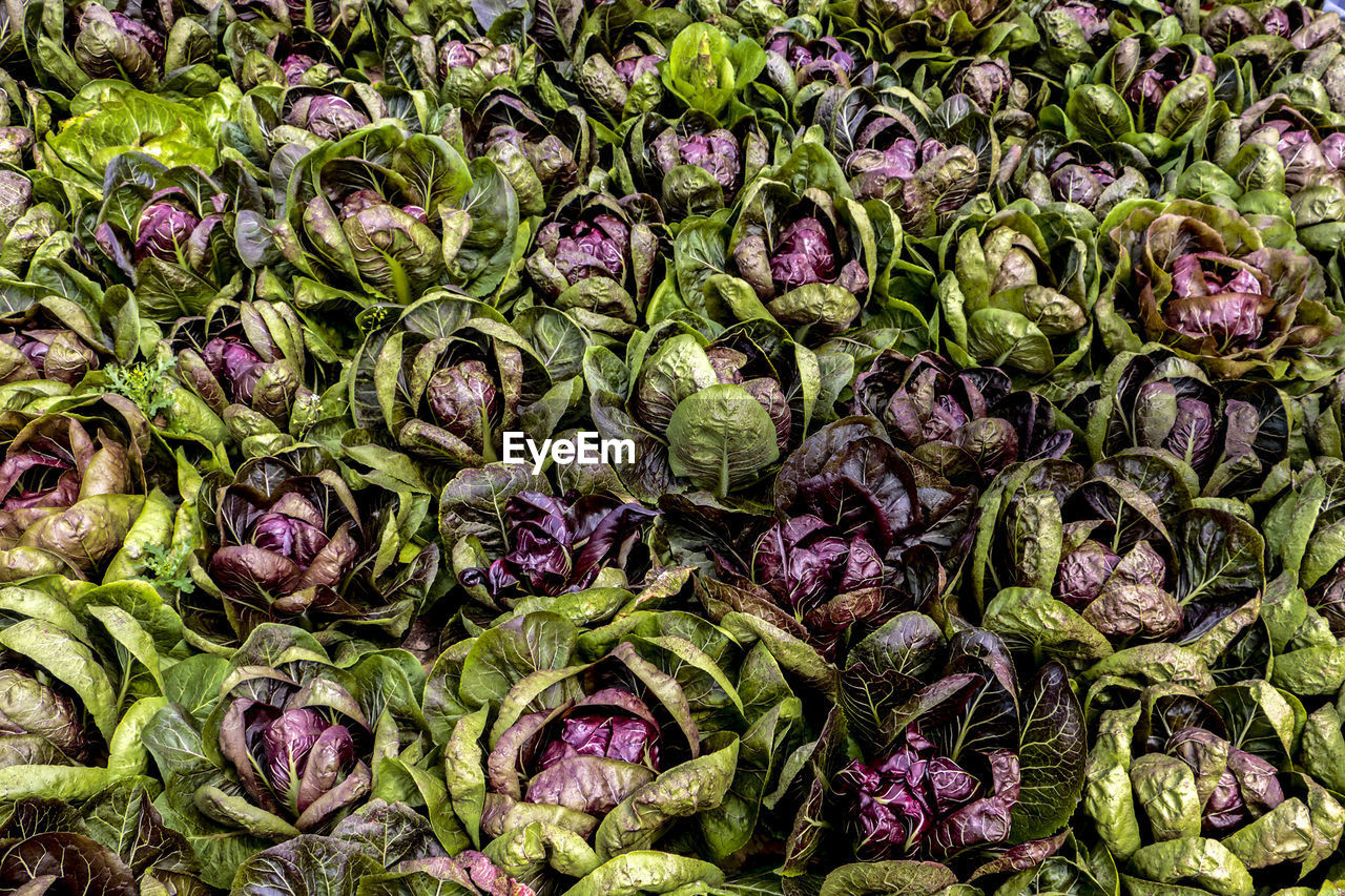 Full frame shot of radicchio growing on field