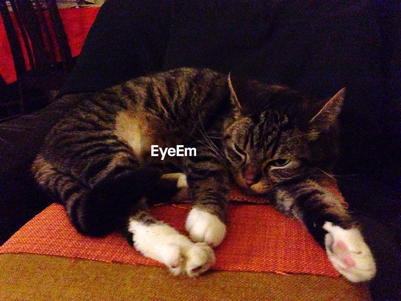 Tabby relaxing on chair