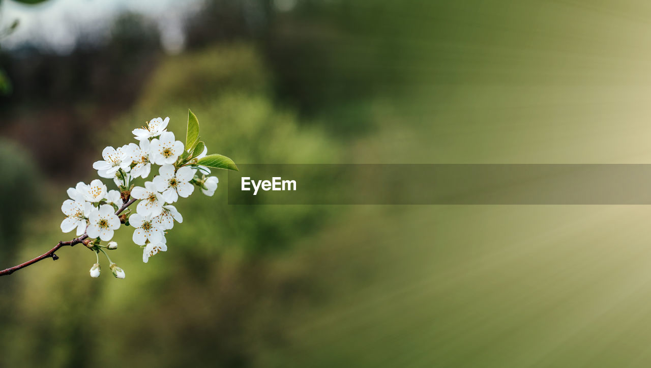 Beautiful spring background with whity flowers of cherry tree blossoms in the early spring