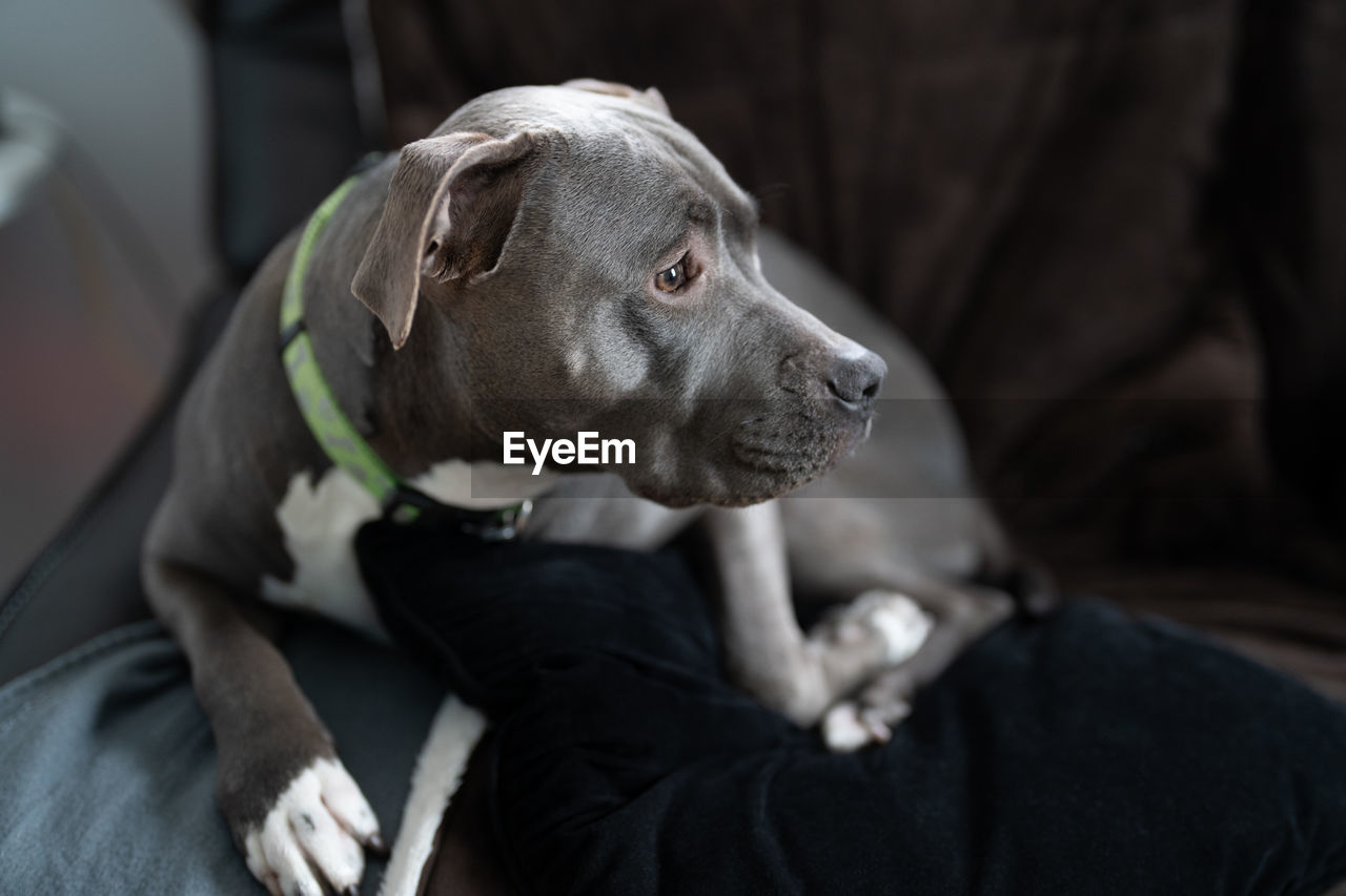 American pitbull puppy is looking away in a side profile portrait